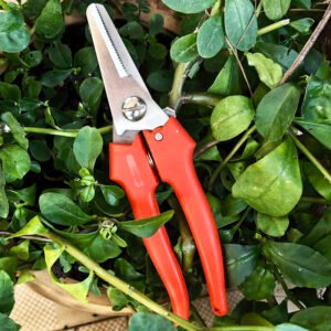 Garden pruning shears OEM