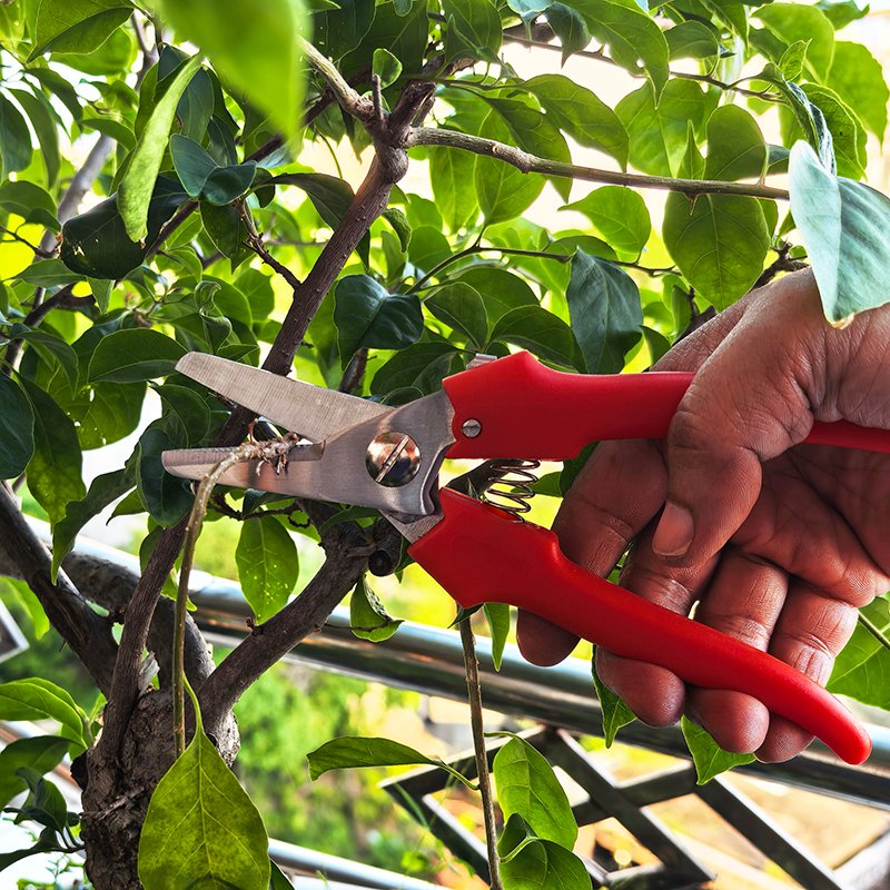 Garden pruning shears-G906725