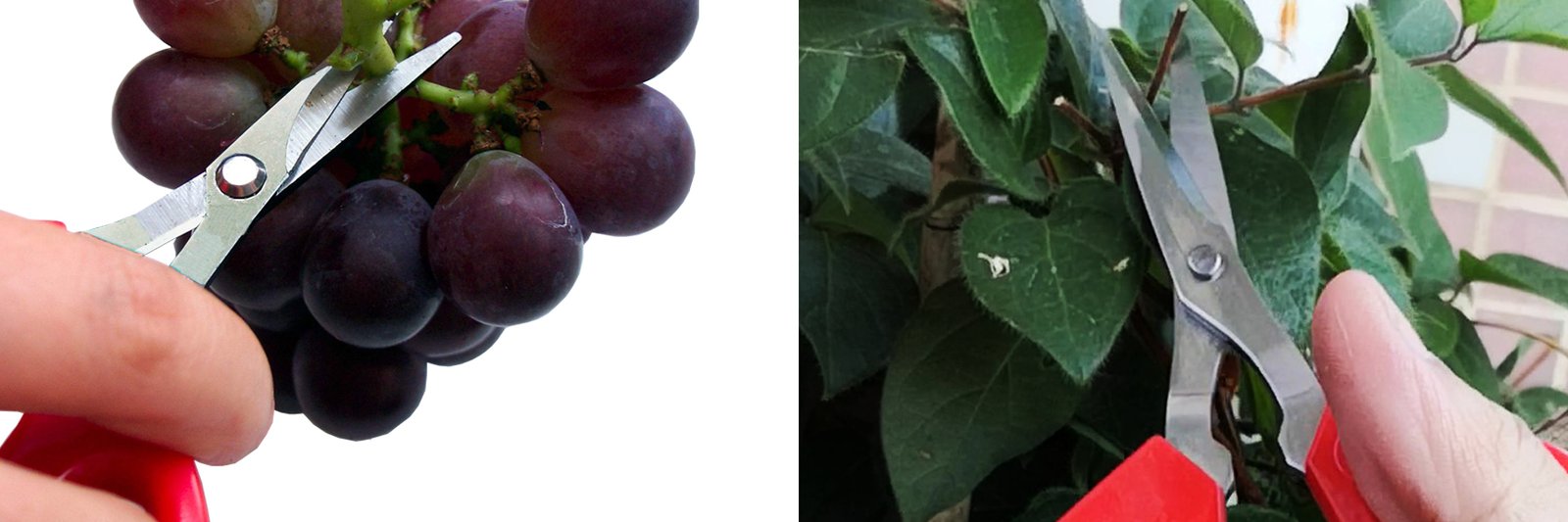 Micro tip scissors for fruit picking