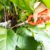Pointed tip gardening hand shears