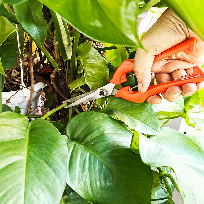 Pointed tip gardening hand shears